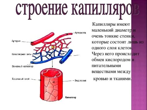 Строение капилляра и его основные элементы