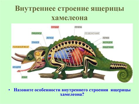 Строение кожи хамелеонов