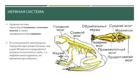 Строение костей у земноводных