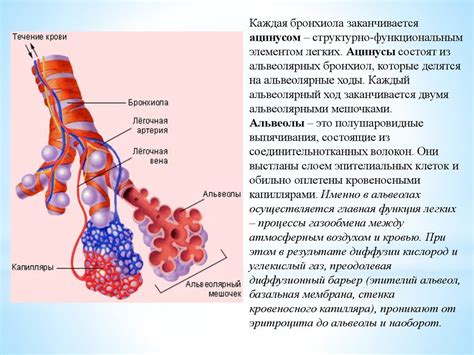 Строение легких и альвеол