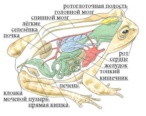 Строение лягушки