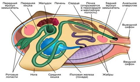 Строение мидии съедобной