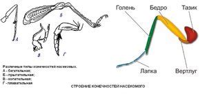 Строение ног и лапок