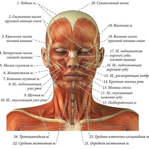 Строение повернутого лица