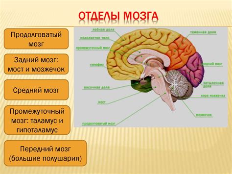 Строение полостей головного мозга