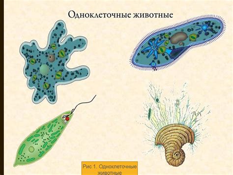 Строение простейших животных: