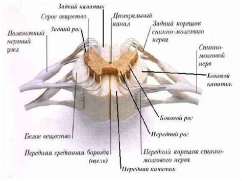 Строение спинного мозга