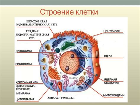 Строение тела животного в презентации