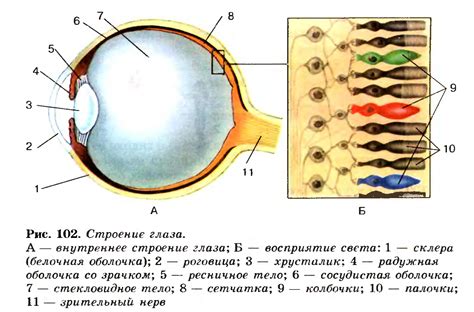 Строение эпителия мерцательного в роговице глаза