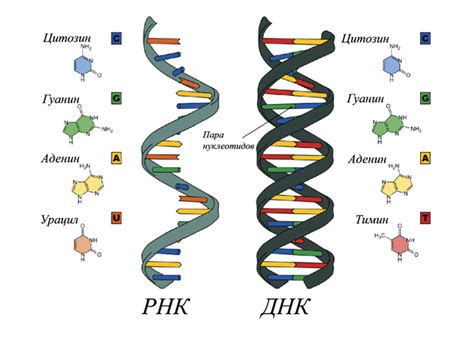 Структура ДНК и РНК