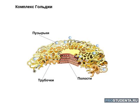 Структура аппарата Гольджи растительной клетки