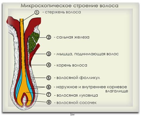 Структура волосяного стержня и фолликула