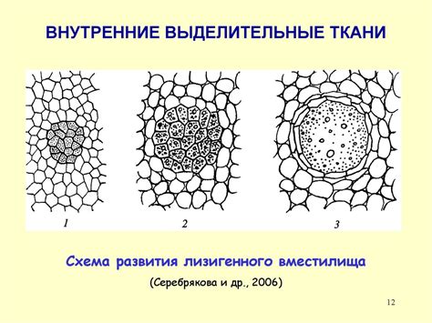 Структура выделительной ткани растений