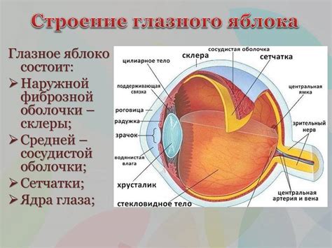 Структура глаза и его функции