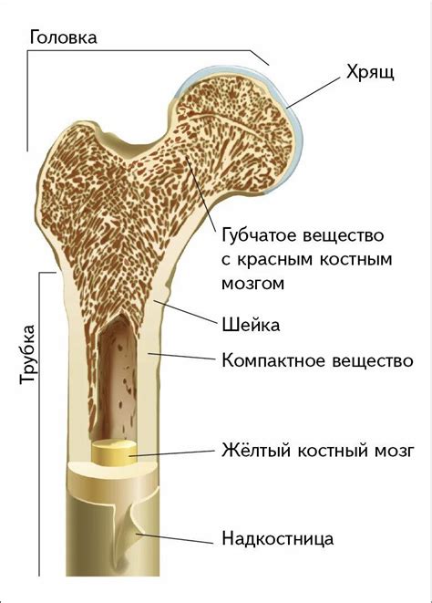 Структура губчатого вещества кости