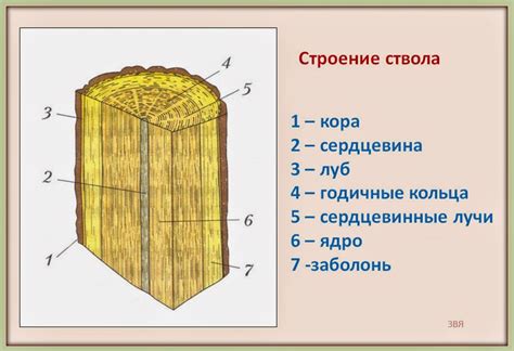 Структура древесины растений