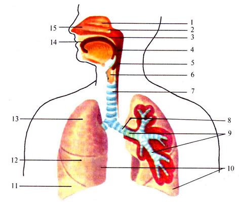 Структура дыхательной системы
