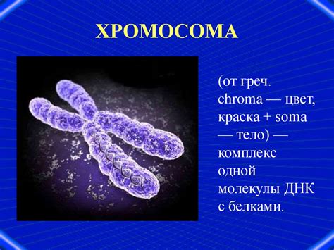 Структура и значение хромосом