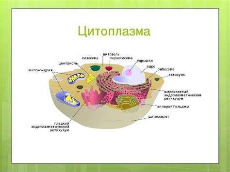 Структура и состав цитоплазмы