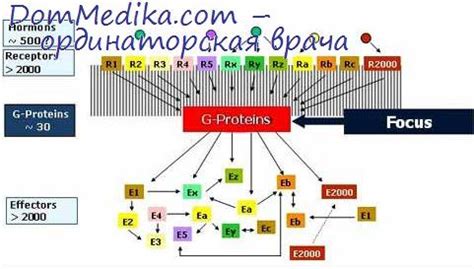 Структура и функции аминотрансфераз