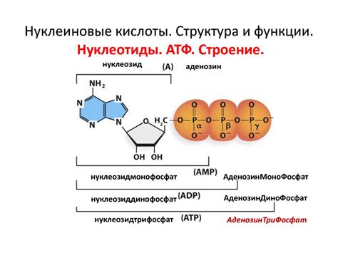 Структура и функции десоксирибонуклеиновых кислот