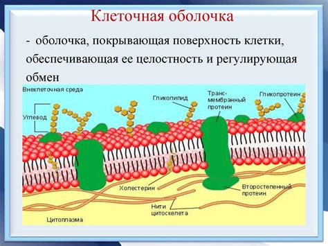 Структура и функции клеточной оболочки