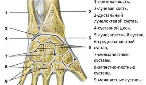 Структура и функции костей пясти