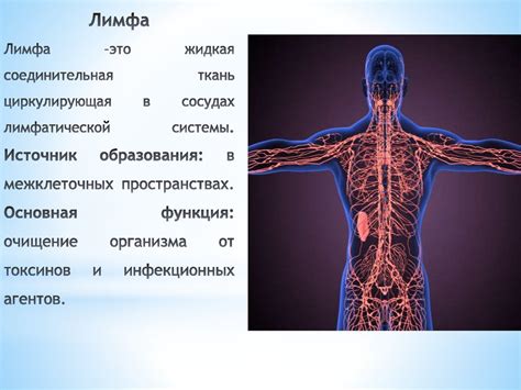 Структура и функции лимфатической системы