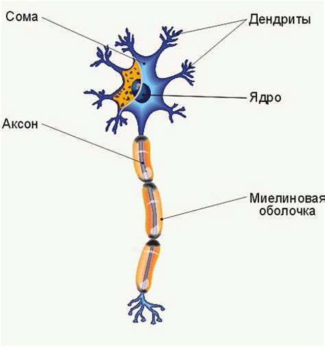 Структура и функция нейрона