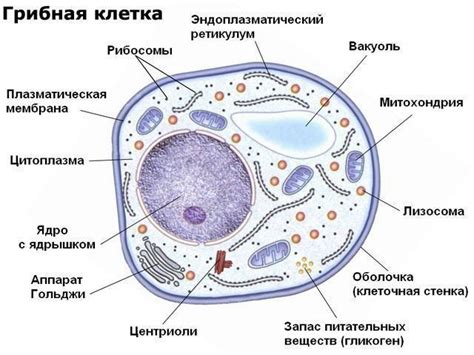 Структура клетки грибов и растений