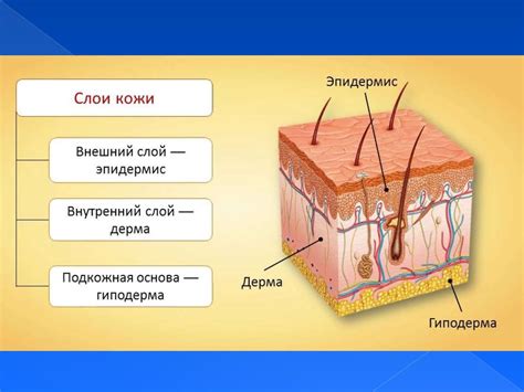 Структура кожи и ее роли в получении тактильной информации