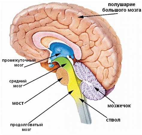 Структура мозга и его основные функции