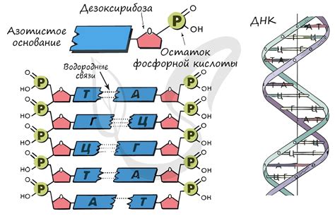 Структура молекулы ДНК