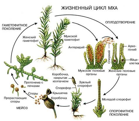 Структура мха