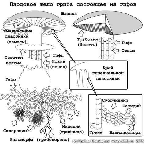 Структура ножки сивака: особенности качественного гриба