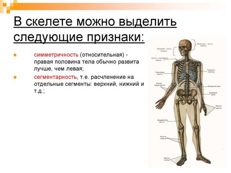 Структура осевого скелета