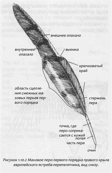 Структура пера и пуха