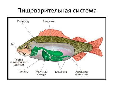 Структура пищеварительной системы рыб