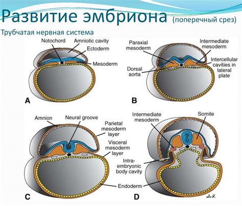 Структура плодного пузыря