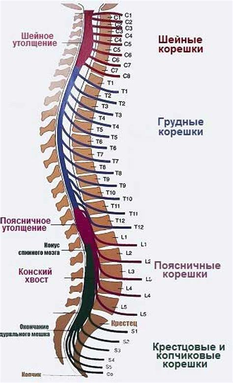 Структура позвонка человека