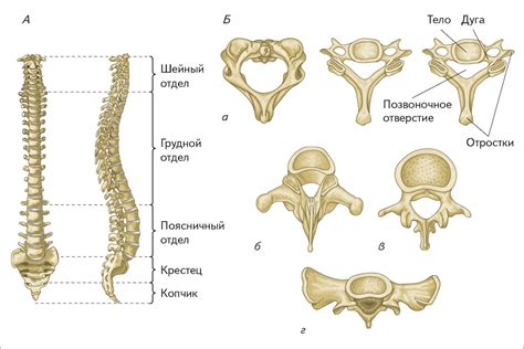 Структура позвоночника