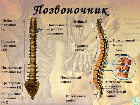 Структура позвоночника и суставов