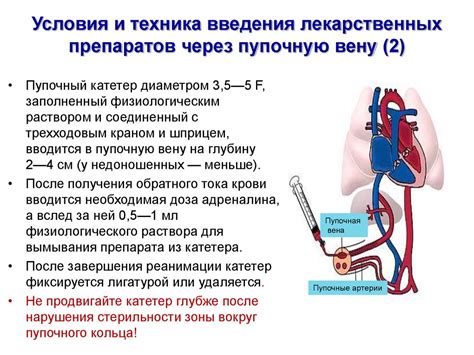 Структура пупочной вены