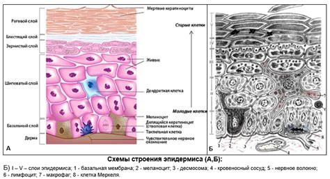 Структура рогового слоя эпидермиса