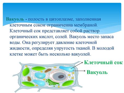 Структура сократительной вакуоли