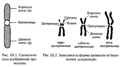 Структура хромосом и их количество