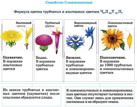 Структура цветков у многих растений: анализ и описание