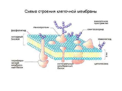 Структура цитоплазматической мембраны