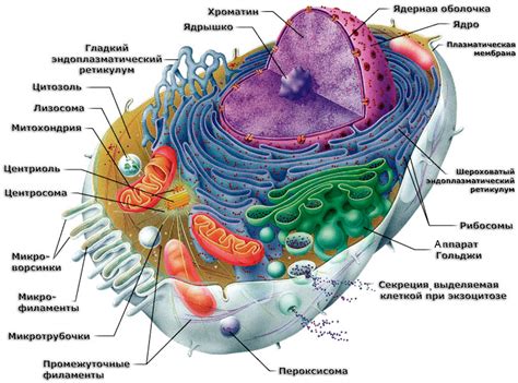 Структура эукариотической клетки