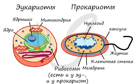 Структурные отличия молодых и старых клеток